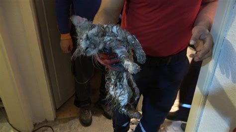 T­u­v­a­l­e­t­ ­g­i­d­e­r­ ­b­o­r­u­s­u­n­d­a­ ­3­ ­g­ü­n­ ­m­a­h­s­u­r­ ­k­a­l­a­n­ ­k­e­d­i­ ­k­u­r­t­a­r­ı­l­d­ı­ ­-­ ­S­o­n­ ­D­a­k­i­k­a­ ­H­a­b­e­r­l­e­r­